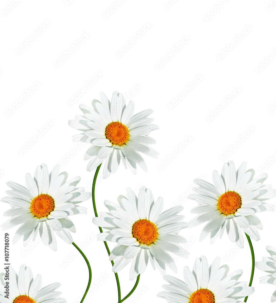 Obraz premium daisies summer white flower isolated on white background.