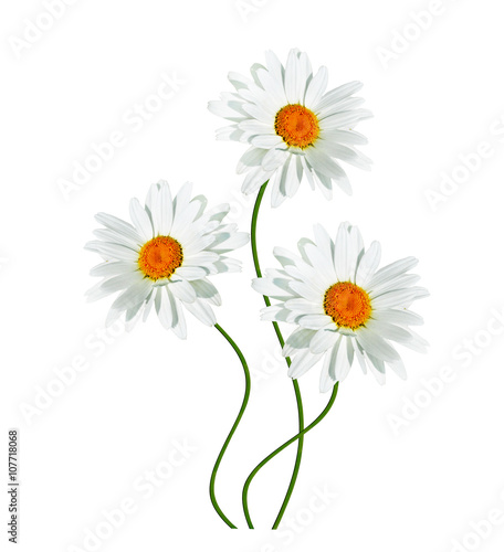 daisies summer white flower isolated on white background.