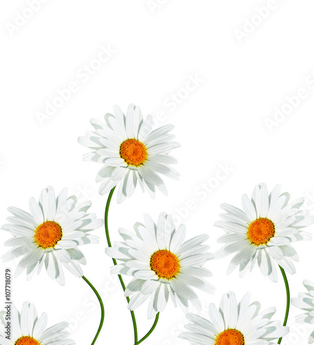 daisies summer white flower isolated on white background.