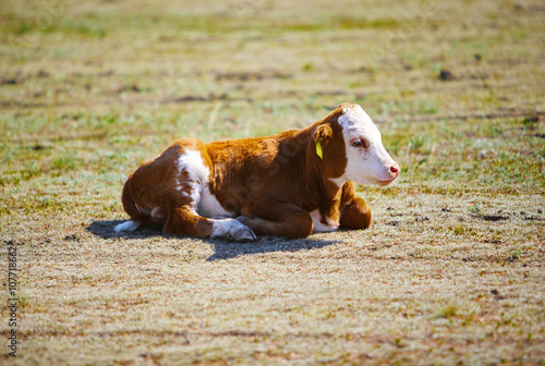 cute young brown and white calf