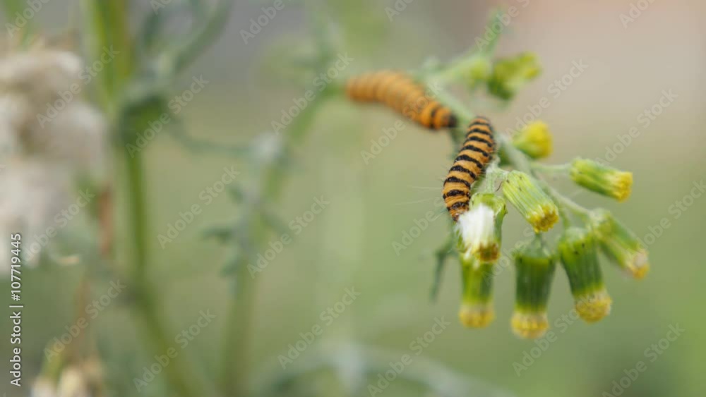 Ragwort plant and Tyria jacobaeae shallow DOF 4K 3840X2160 UltraHD footage - Cinnabar moth eating poisonous Jacobaea vulgaris plant 4K 2160p UHD video Ragwort plant and Tyria jacobaeae shallow DOF 4K 3840X2160 UltraHD footage - Cinnabar moth eating poisonous Jacobaea vulgaris plant 4K 2160p UHD video
