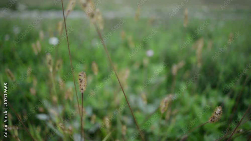 Foxtail Grass Blowing in the Wind, Leipzig, Germany Foxtail Grass Blowing in the Wind, Leipzig, Germany