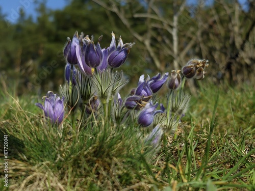 the greater pasque flower photo