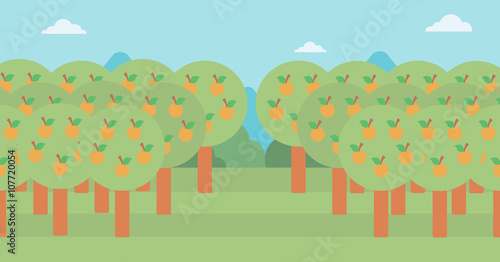 Background of orange trees.