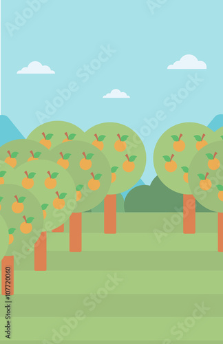 Background of orange trees.