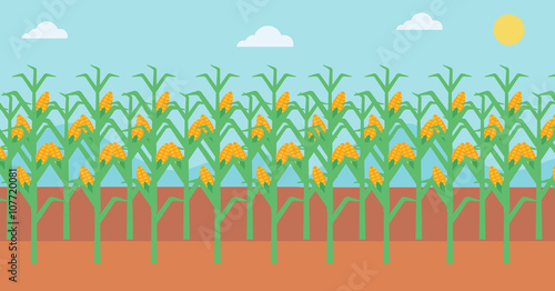 Background of corn field.