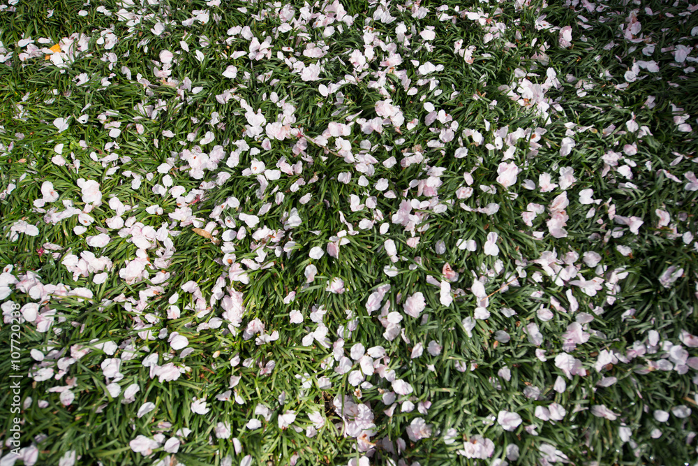 petal of cherry blossom