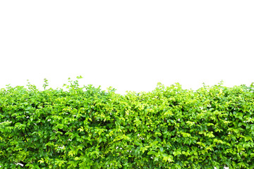 bush  isolated