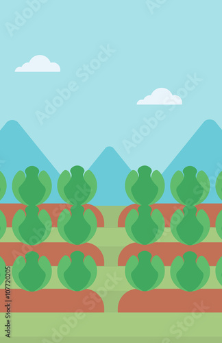 Background of cabbage field.