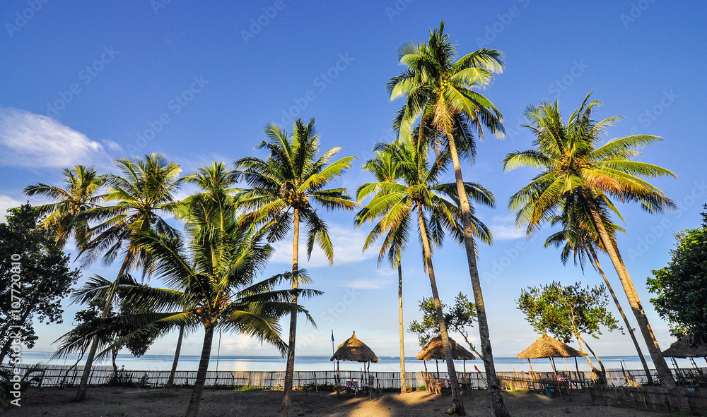 Obraz premium Coconut Trees on a Tropical Beach Resort - Donsol, Sorsogon, Philippines