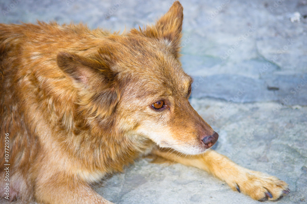 Obraz premium red-haired shaggy dog