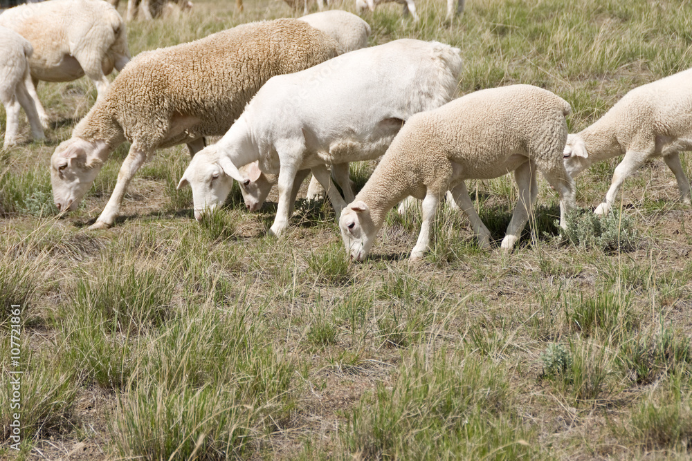 Fototapeta premium Sheep and Lambs