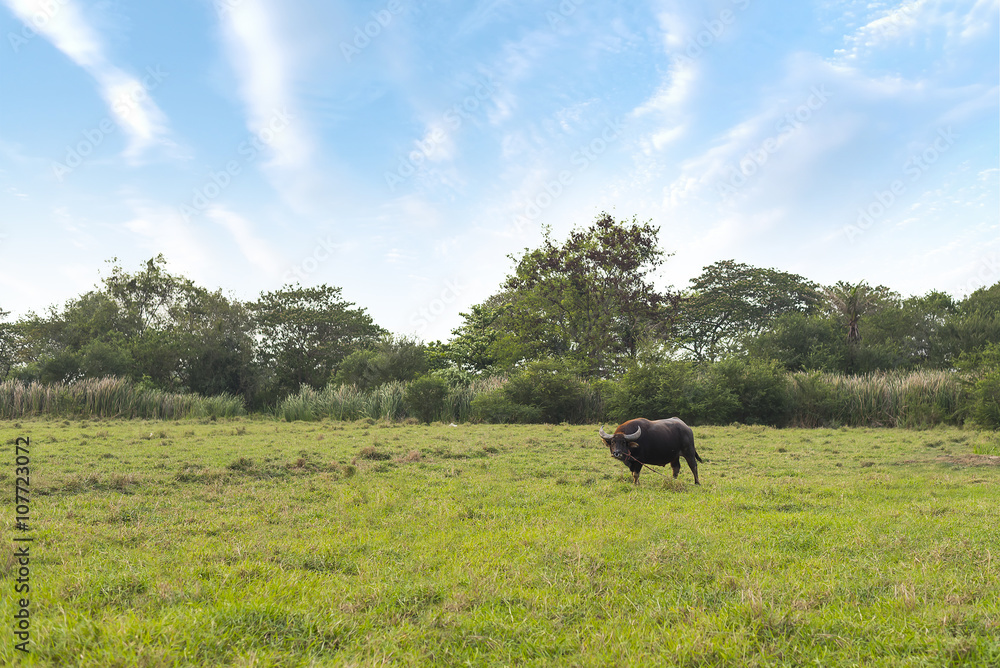 Buffalo in the field Buffalo in the field