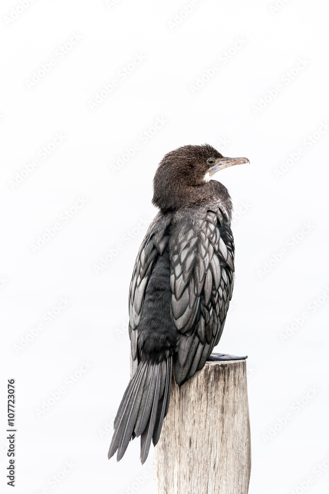 Fototapeta premium Little cormorant