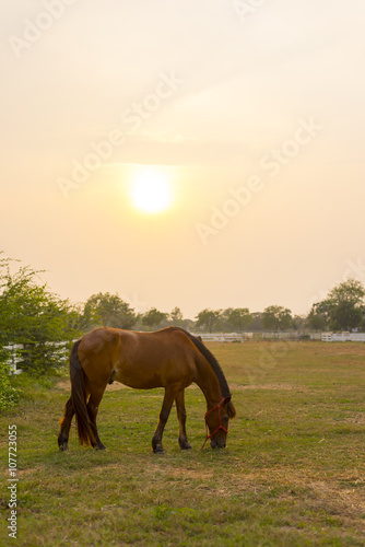 Horse in the farm at sunset © anatskwong