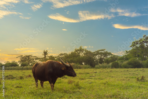 Buffalo in the field