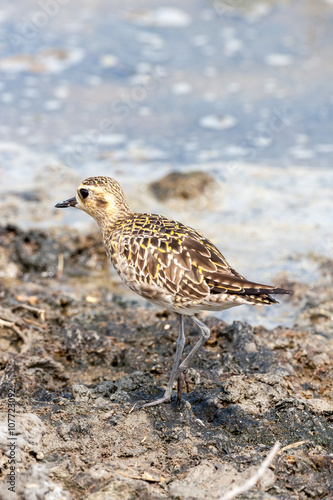 Pacific golden plover