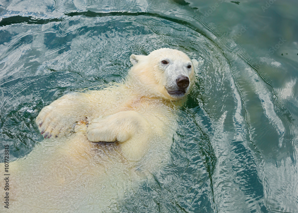 Белый медведь плавает в воде