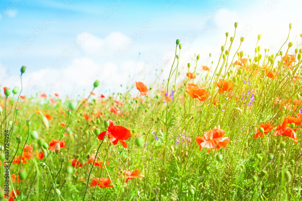 Naklejka premium Landscape with blue sky and red poppies