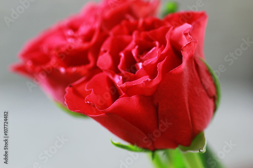 Fototapeta Naklejka Na Ścianę i Meble -  red rose bud closeup
