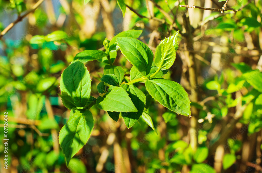 Obraz premium jasmine spring tree