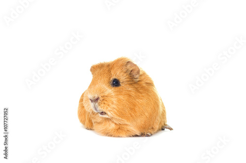 guinea pig looks