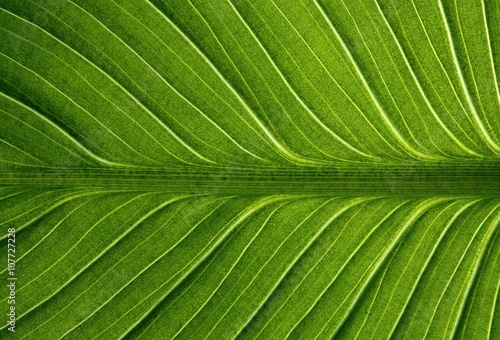 Structure of leaf photo