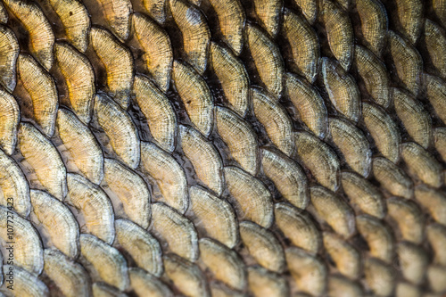 Carp fish scales grunge texture back ground