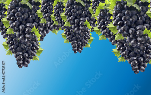illustration low poly grapes, vineyard