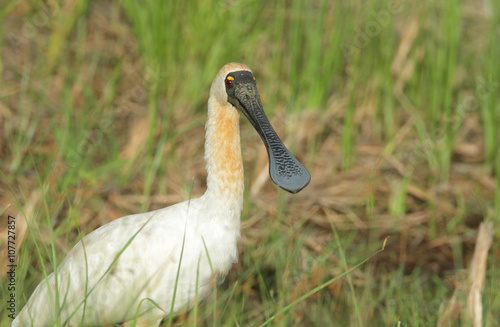 Royal Spoonbill searching for food in tropical wetland lagoon