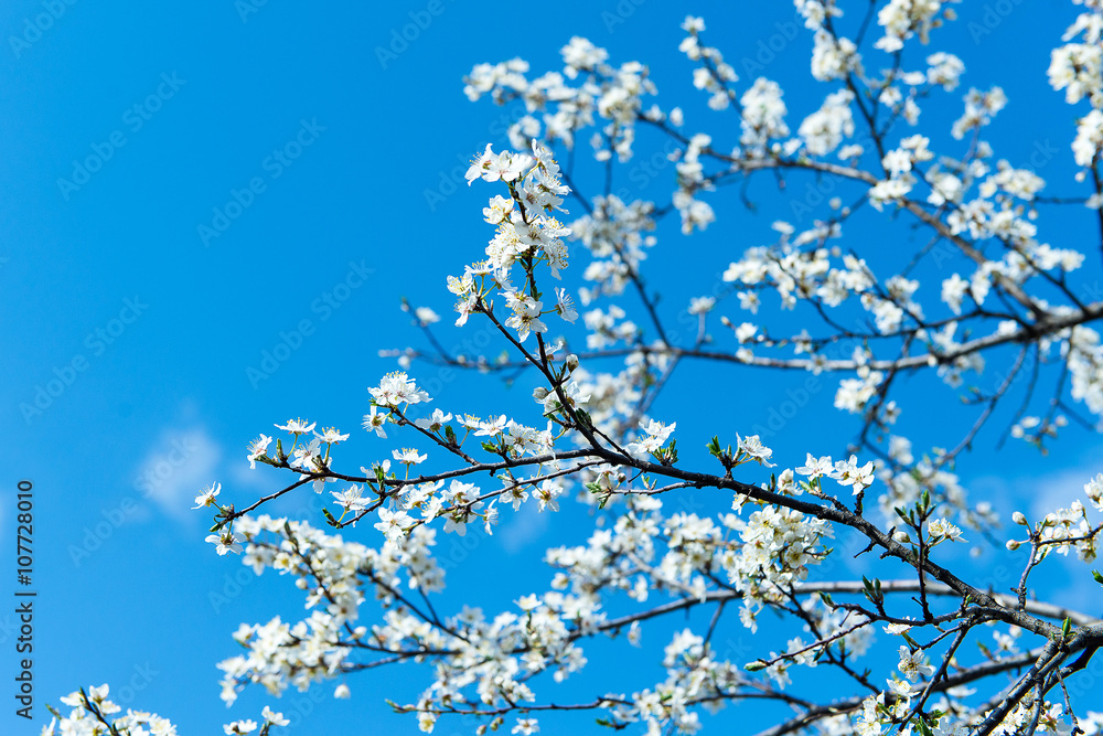 The flower of a cherry tree which blooms on the way. Flowering cherry in the spring, the scent of blossoming apricot.