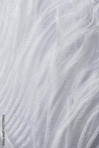 close up of background white feather