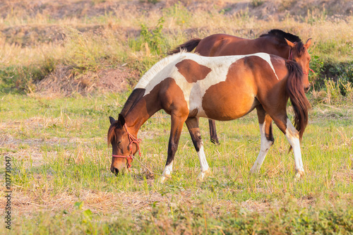 Brown and white horse eating grass in a meadow. © lamyai