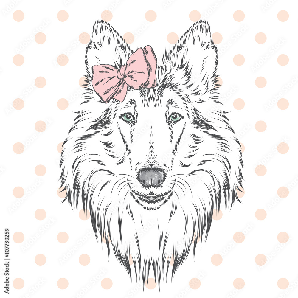 Collie with a bow. Cute dog. Vector illustration.