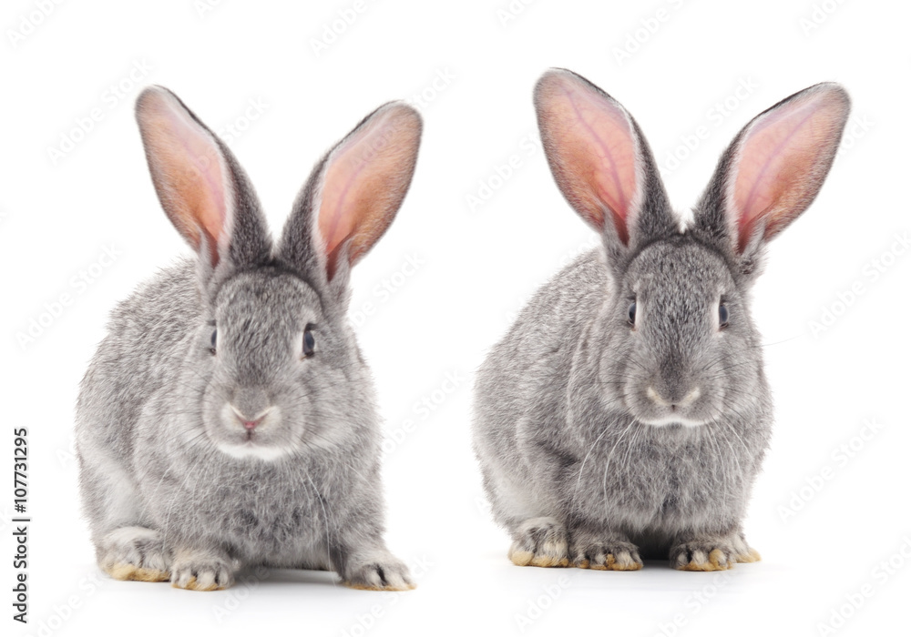 Fototapeta premium Baby rabbits.