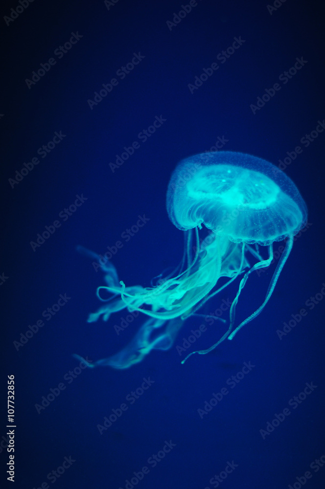 Jellyfish in the aquarium Jellyfish in the aquarium