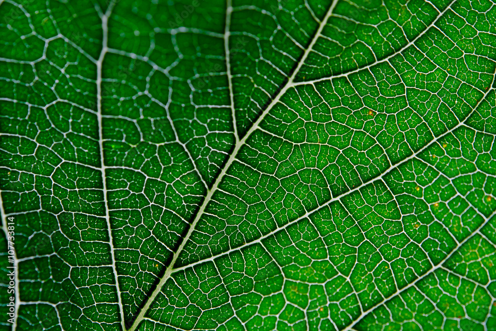 Texture of green leaf and veins Texture of green leaf and veins
