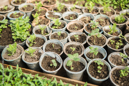 Sprouts greenhouse in boxes