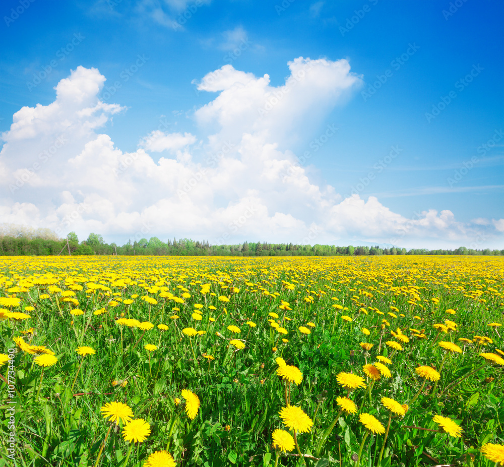 Yellow flowers field under blue cloudy sky