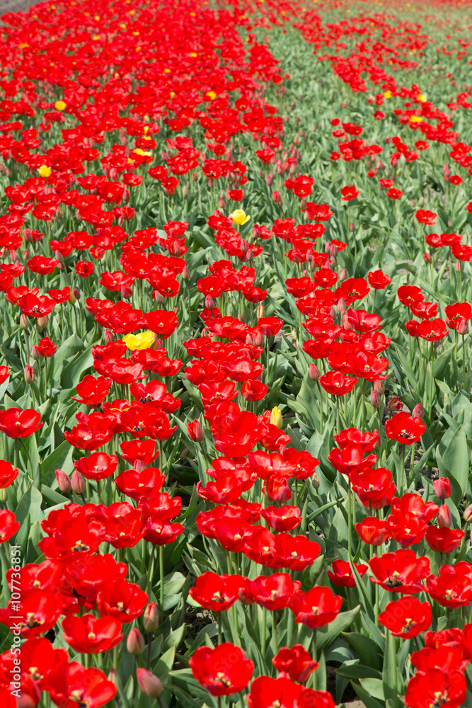 Field of tulips blooming at spring. Closeup on several tulips.