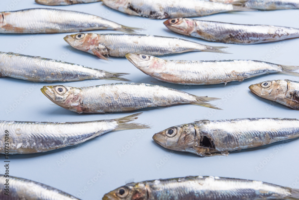 Sardine fishes in a row on a blue wet background Sardine fishes in a row on a blue wet background