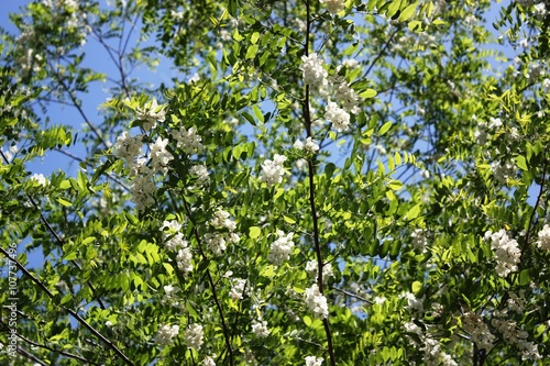 Robinia tree blooming white under blue sky in spring