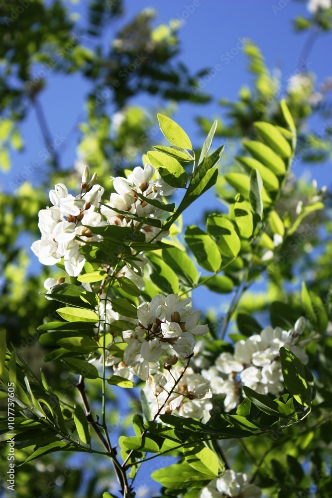 Obraz premium white flowers robinia under blue sky