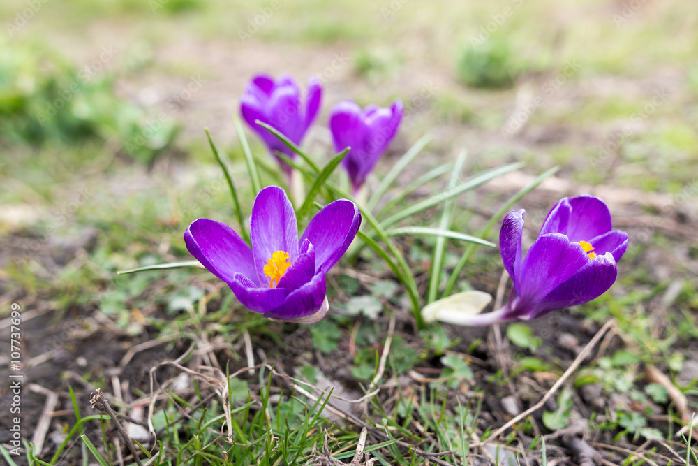 Crocus came up right after the snow melted indicating the coming of spring. Authentic farm series. Crocus came up right after the snow melted indicating the coming of spring. Authentic farm series.