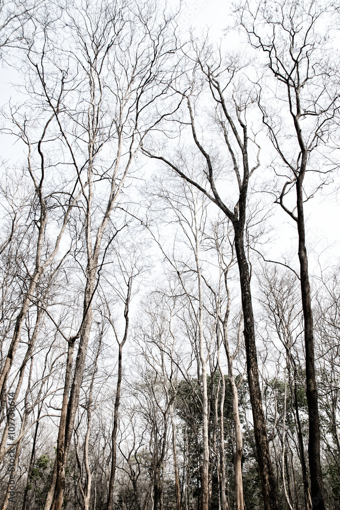 Branches of a tree without leaves in drought forest Branches of a tree without leaves in drought forest
