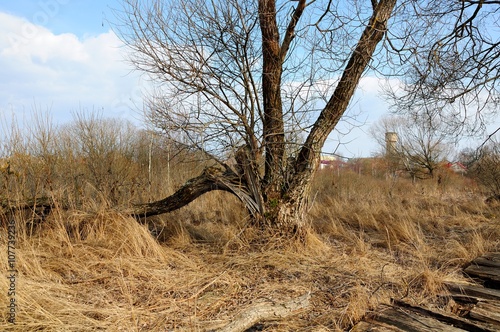 tree without foliage at the beginning of spring