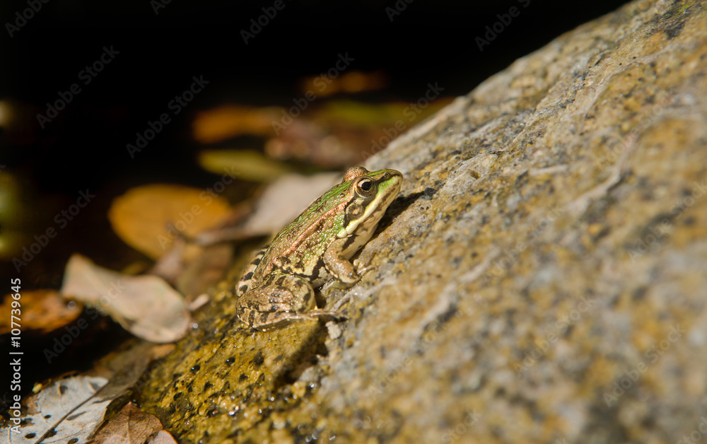 Frog on rock Frog on rock