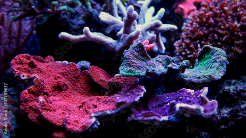 montipora-coral-mieszane-kolory