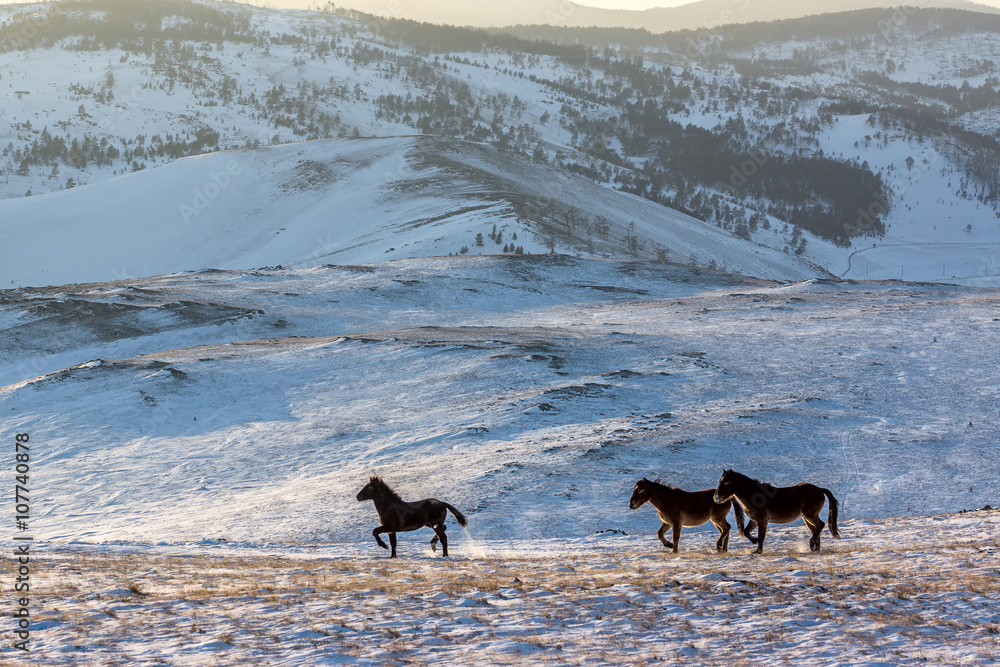 wild horses grazing in the snow-covered steppe Tazheranskaya wild horses grazing in the snow-covered steppe Tazheranskaya