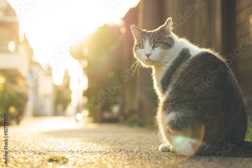 Fototapeta Naklejka Na Ścianę i Meble -  Cat and sunshine